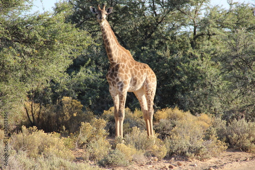 GIraffe - South Africa