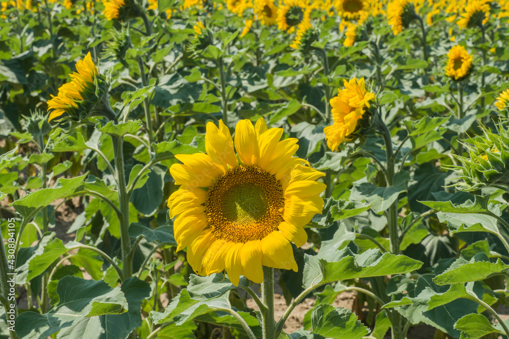 Fields of La Rioja with sunflowers on a sunny day in Spain Fields of La Rioja with sunflowers on a sunny day in Spain