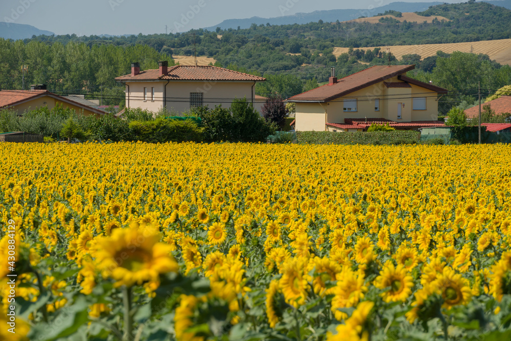 Fields of La Rioja with sunflowers on a sunny day in Spain