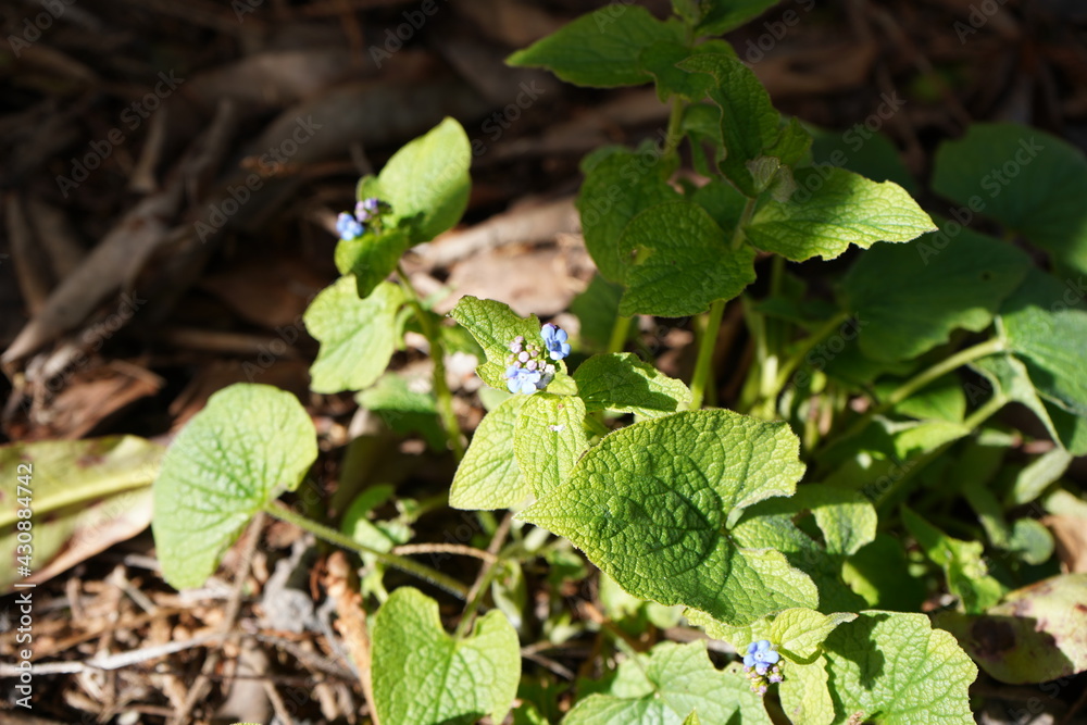 Fototapeta premium 青い花 日陰の植物 ブルンネラ brunnera わすれな草 園芸 ガーデニング 春 