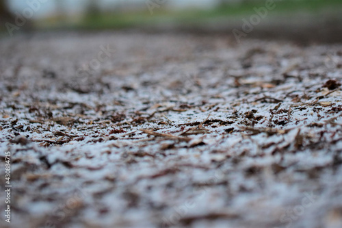 Selective focus of withered leaves on the grou photo