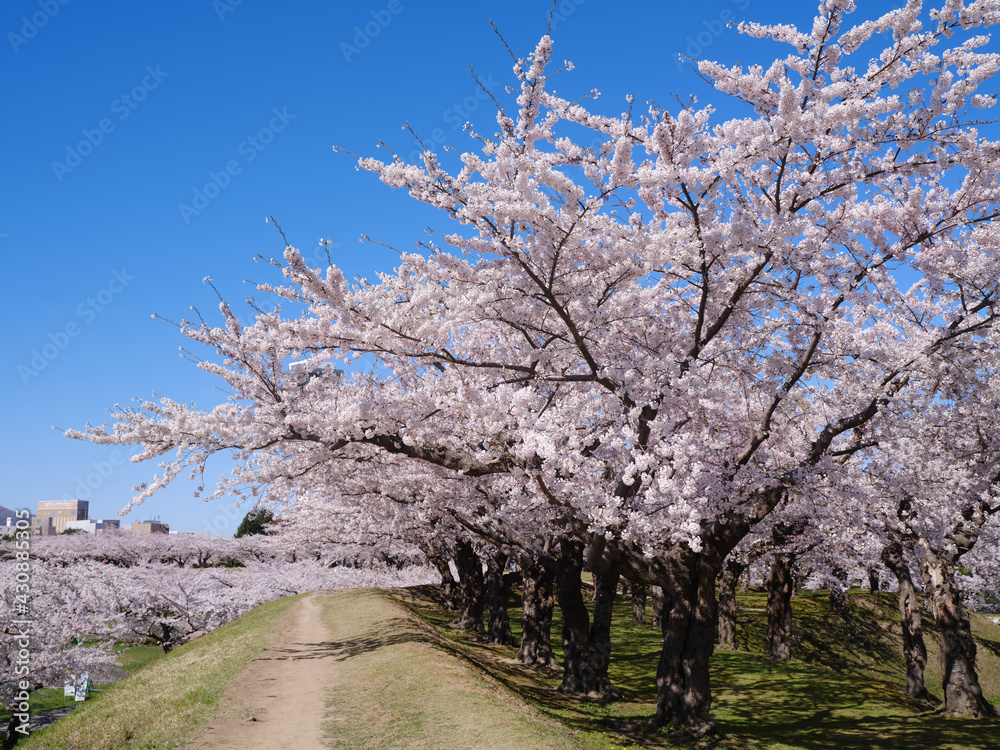 五稜郭公園の桜