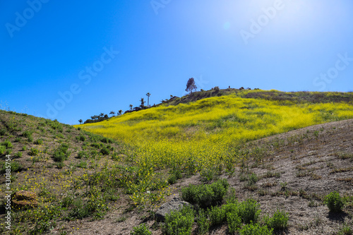 a hillside filled with gorgeous yellow flower and lush green plants with homes at the top and blue sky at Laguna Niguel Regional Park in Laguna Niguel California photo