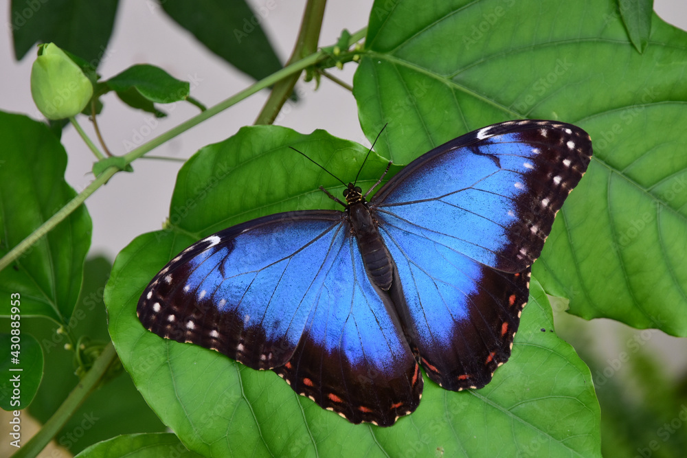 Obraz premium Blue Morpho Butterfly, Morpho peleides