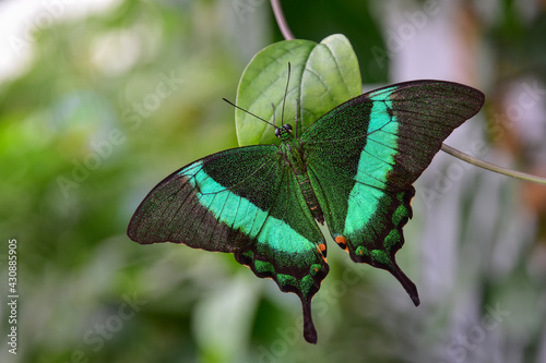 Banded Peacock butterfly, Papilio palinurus