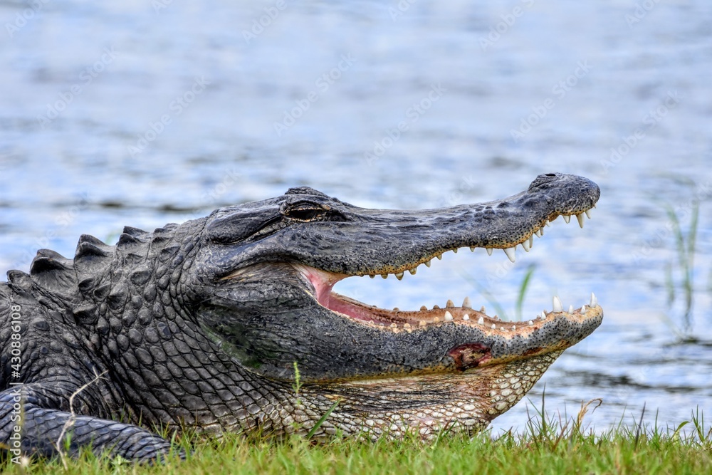 Obraz premium Alligator Opening Jaw in the Everglades