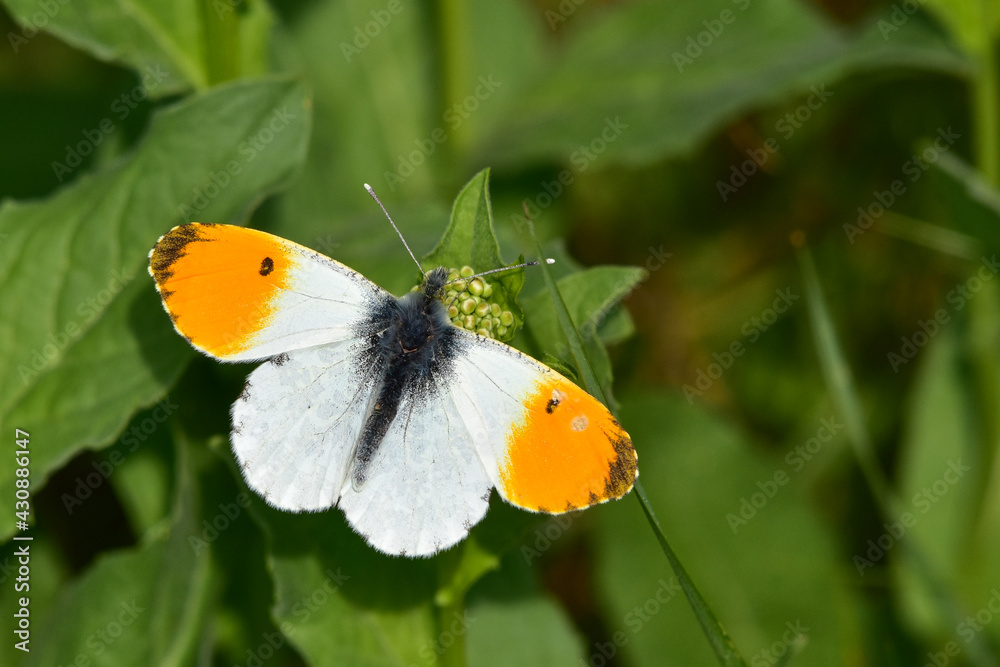 Anthocharis cardamines, orange tip butterfly Anthocharis cardamines, orange tip butterfly