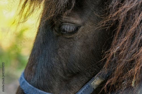 Close up view of horse animal eye while grazing in rural area domestic animal breed