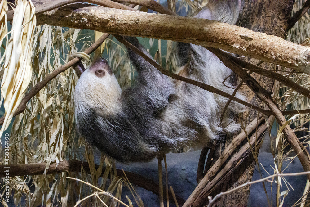 Fototapeta premium Two Toed Sloth