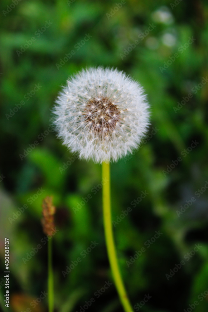 Close up of taraxacum / dandelion seedhead on a green background. Close up of taraxacum / dandelion seedhead on a green background.