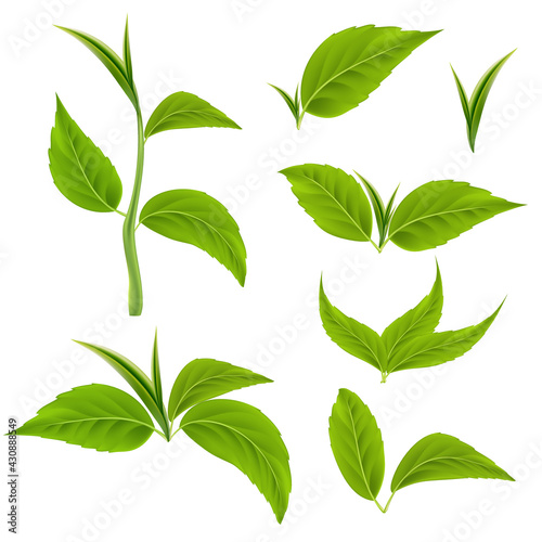 Realistic green leaves set isolated on white background. Collection of detailed 3d different green leaves. Theme of ecology, bio and healthy eating. Tea or tree leaf. Vector illustration EPS10