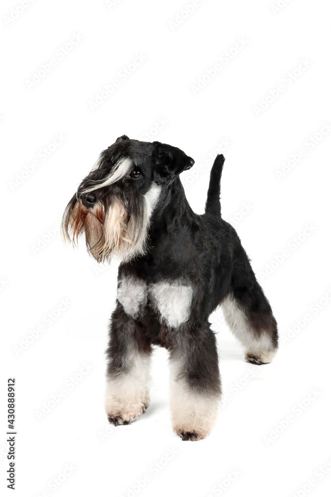 black and white dog black and white dog