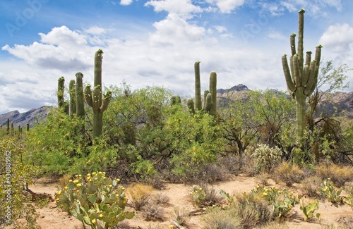 Desert Cactus in Sabino Canyon Tucson Arizona