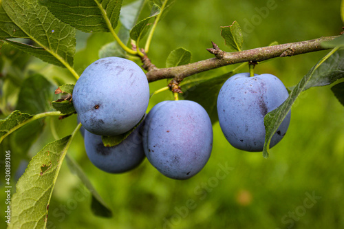 Ripe plum fruits on a branch. Blue plum fruits on a branch. Growing plums in an orchard.