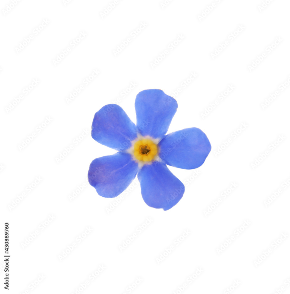 Beautiful blue Forget-me-not flower isolated on white