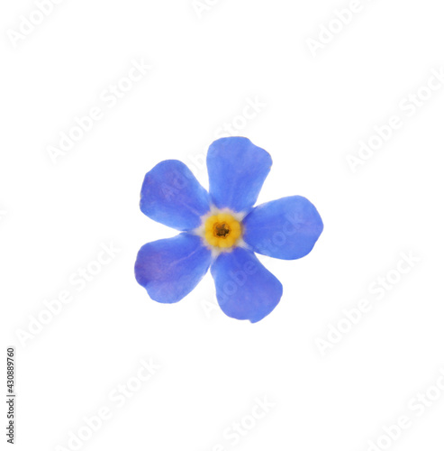 Beautiful blue Forget-me-not flower isolated on white