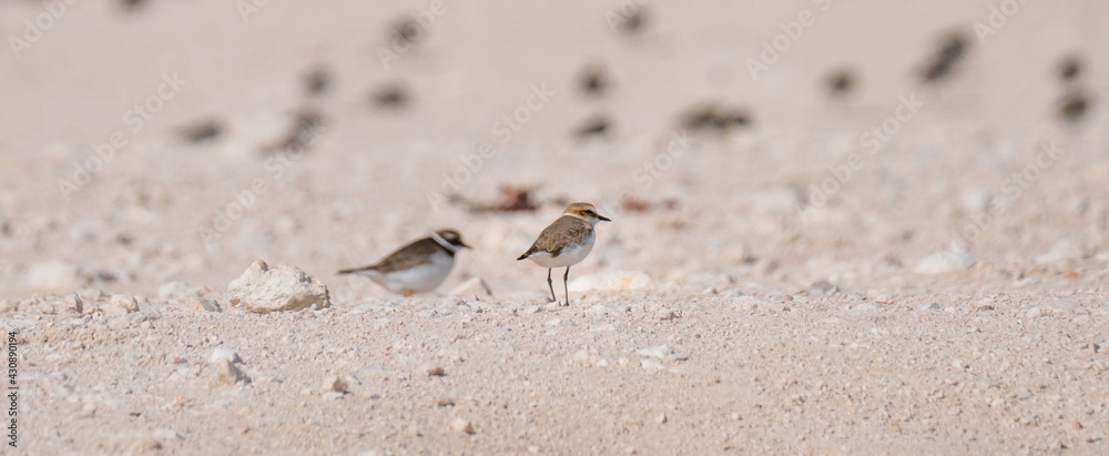 sandpiper bird, in the shore of qatar. selective focus sandpiper bird, in the shore of qatar. selective focus