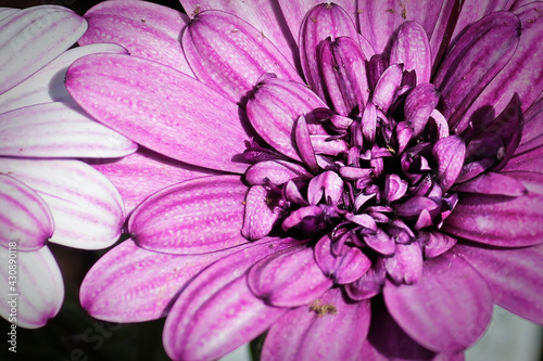 Macro of a pink osteospermum flower in bloom