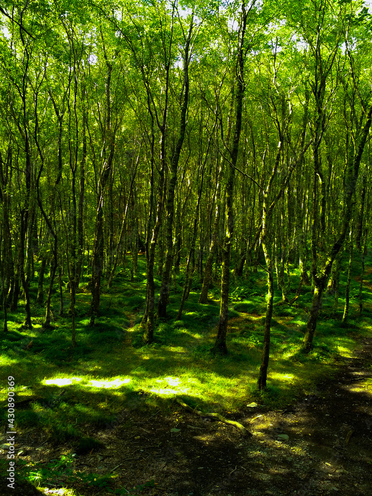 Obraz premium sunlight in the forest