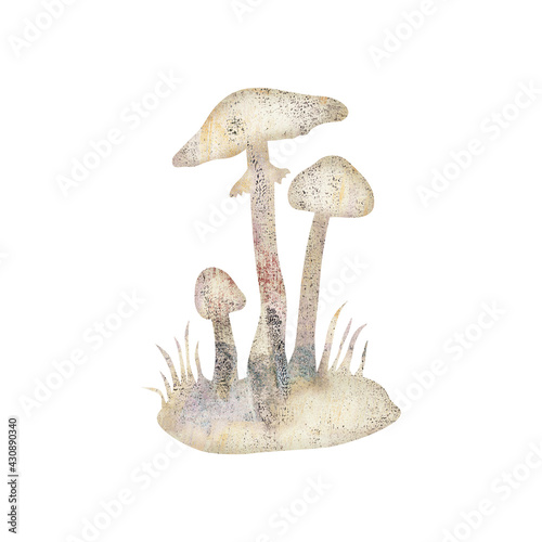 Illustration of deadly poisonous Amanita virosa mushroom, also known as destroying angel