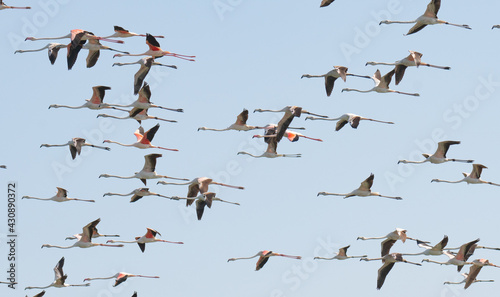 Multiple flamingos seen in Qatar during the winter