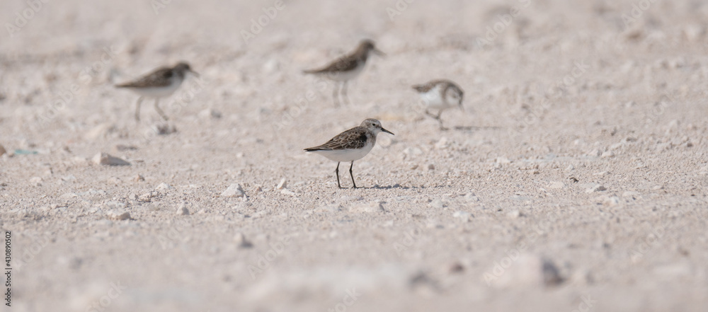sandpiper bird, in the shore of qatar. selective focus sandpiper bird, in the shore of qatar. selective focus
