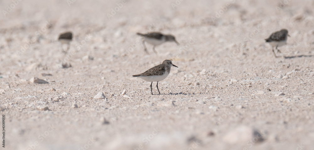 sandpiper bird, in the shore of qatar. selective focus