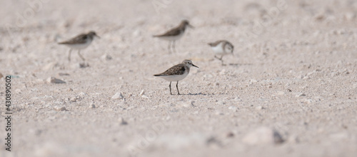 sandpiper bird, in the shore of qatar. selective focus