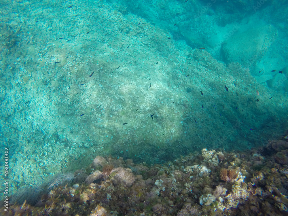 Fototapeta premium Mediterranean underwater with Blue Chromis fish school in Alicante coast Spain