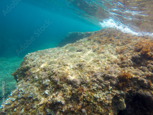 Mediterranean underwater with Blue Chromis fish school in Alicante coast Spain