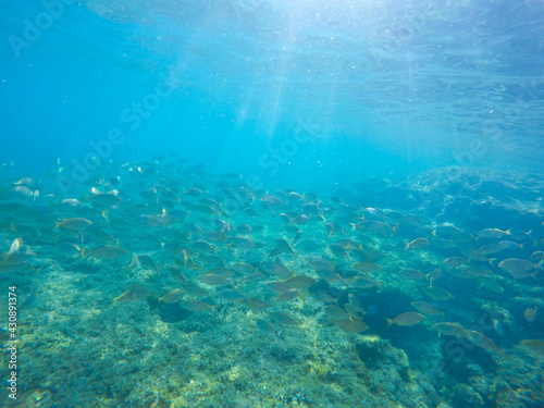 Mediterranean underwater with salema fish school in Alicante coast Spain © ANADEL