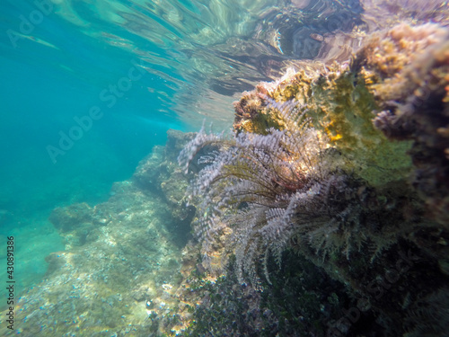 Mediterranean underwater with salema fish school in Alicante coast Spain