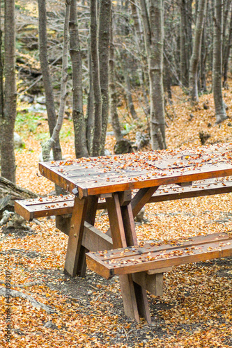 bench in the forest