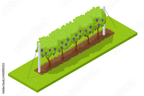 Isometric grape harvest, farmers harvesting grapes. Vineyard In Fall Harvest With Ripe Grapes. Oganic food and fine wine handmade