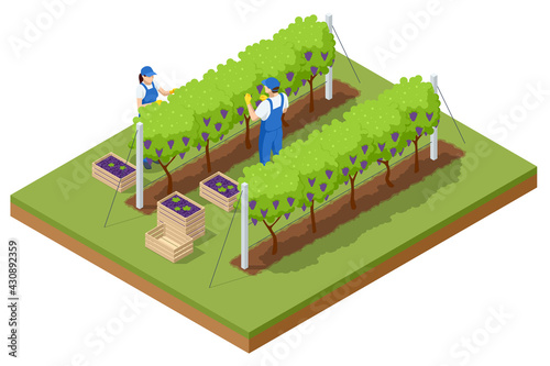 Isometric grape harvest, farmers harvesting grapes. Vineyard In Fall Harvest With Ripe Grapes. Oganic food and fine wine handmade