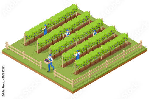 Isometric grape harvest, farmers harvesting grapes. Vineyard In Fall Harvest With Ripe Grapes. Oganic food and fine wine handmade