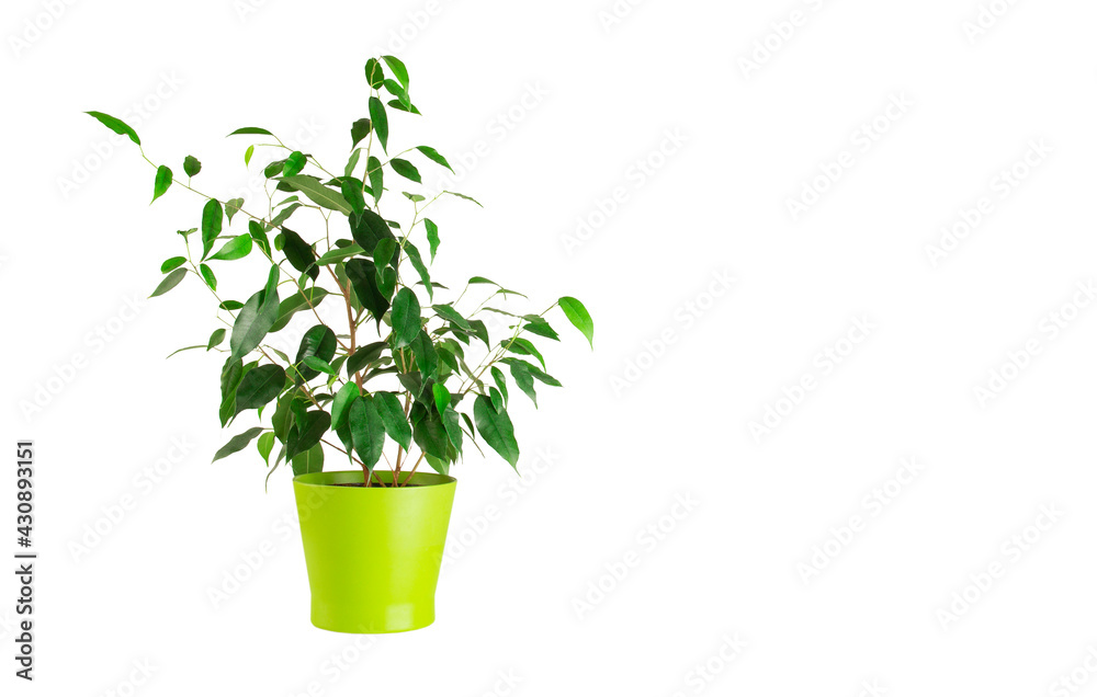 Ficus Benjamin in a green flowerpot. Isolated over white background. Home gardening concept.