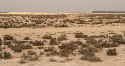 desert dry landscape