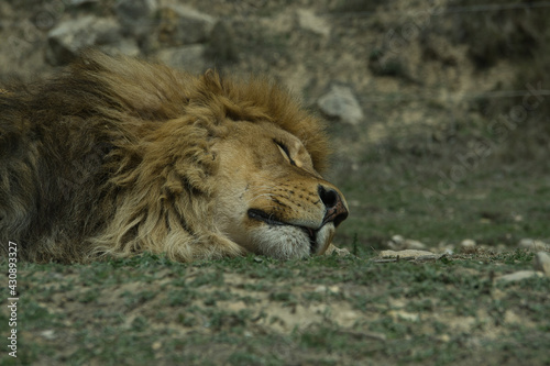 Fototapeta Naklejka Na Ścianę i Meble -  lions resting in the grass in a natural park and animal reserve, located in the Sierra de Aitana, Alicante, Spain
