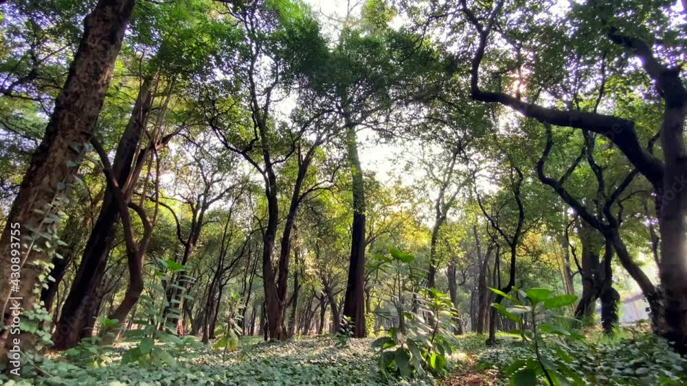 Beautiful sunlight in the forest. The sun's rays emerge through the green branches of the trees. City forest in the morning Beautiful sunlight in the forest. The sun's rays emerge through the green branches of the trees. City forest in the morning