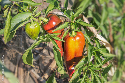 Beautiful organic peppers without chemicals photo