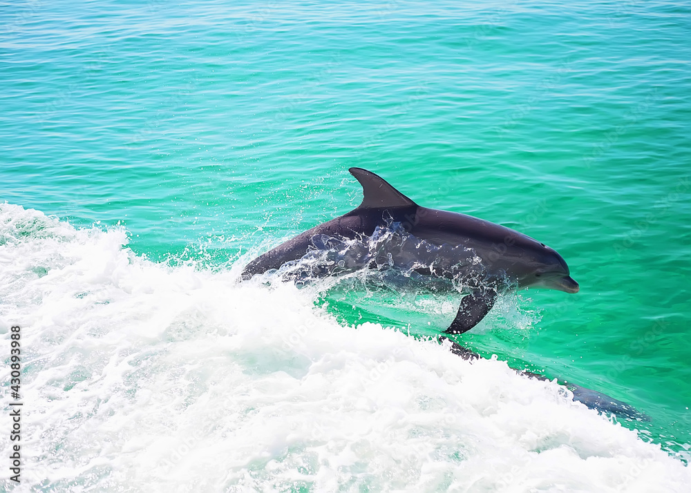 Fototapeta premium dolphins in gulf beach water