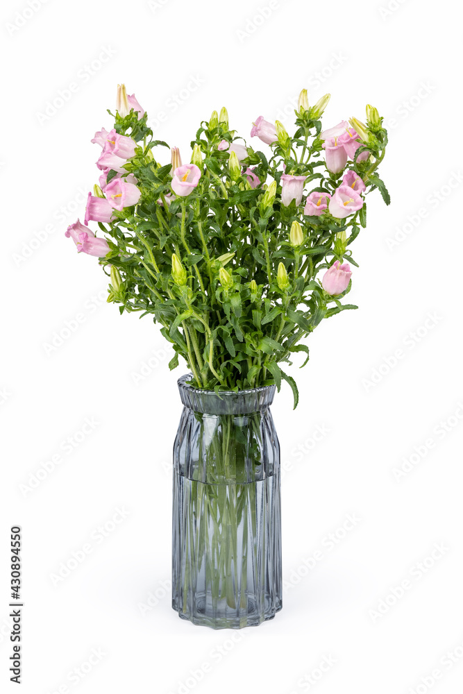 Obraz premium pink campanula champion in glass vase
