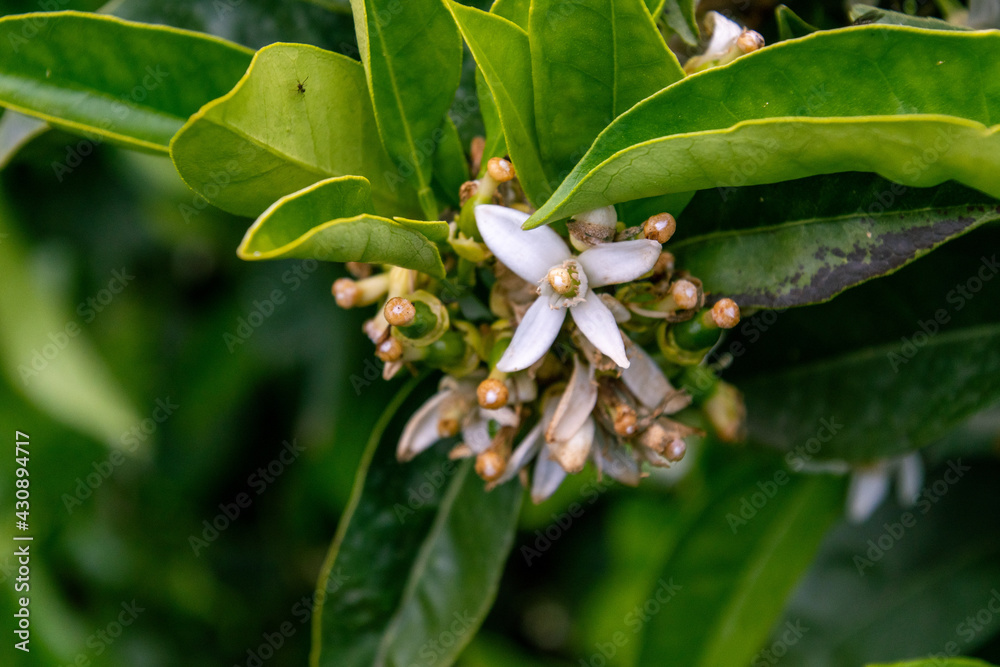 Flor de Citrus sp pertenece a la familia Rutaceae Flor de Citrus sp pertenece a la familia Rutaceae