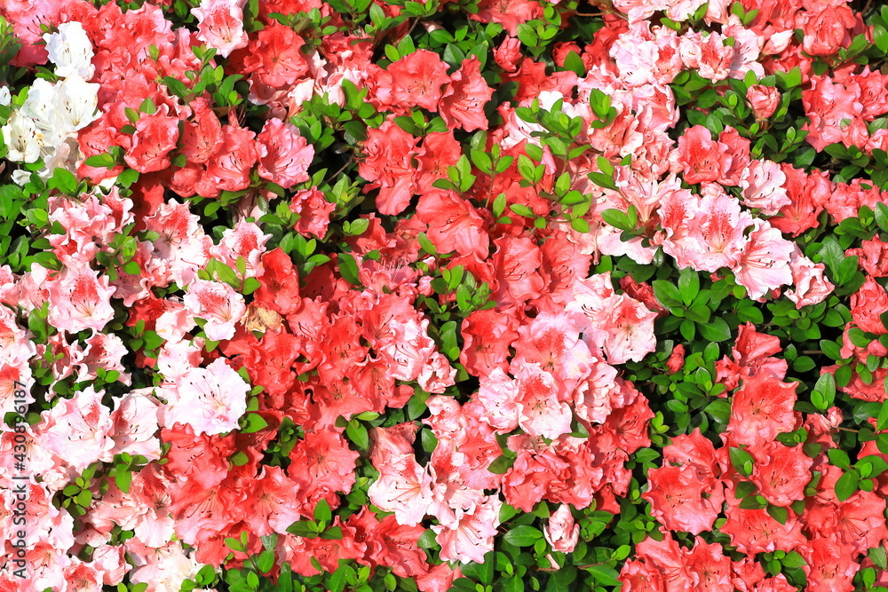 Obraz premium pink and white flowers