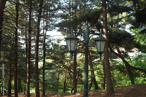 a street lamp in the woods