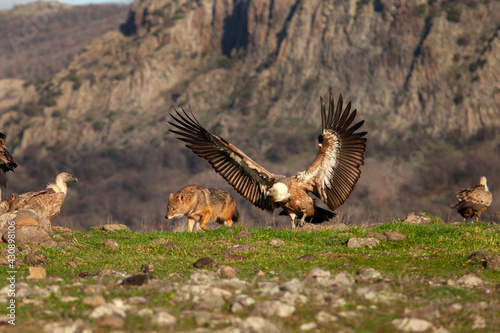 Golden jackal searching for food. Fight between jackal and griffon vulture . Wildlife in the Rhodope mountains. Carnivore during winter. European nature. © prochym