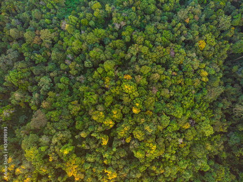 Aerial view green tree forest sunset light