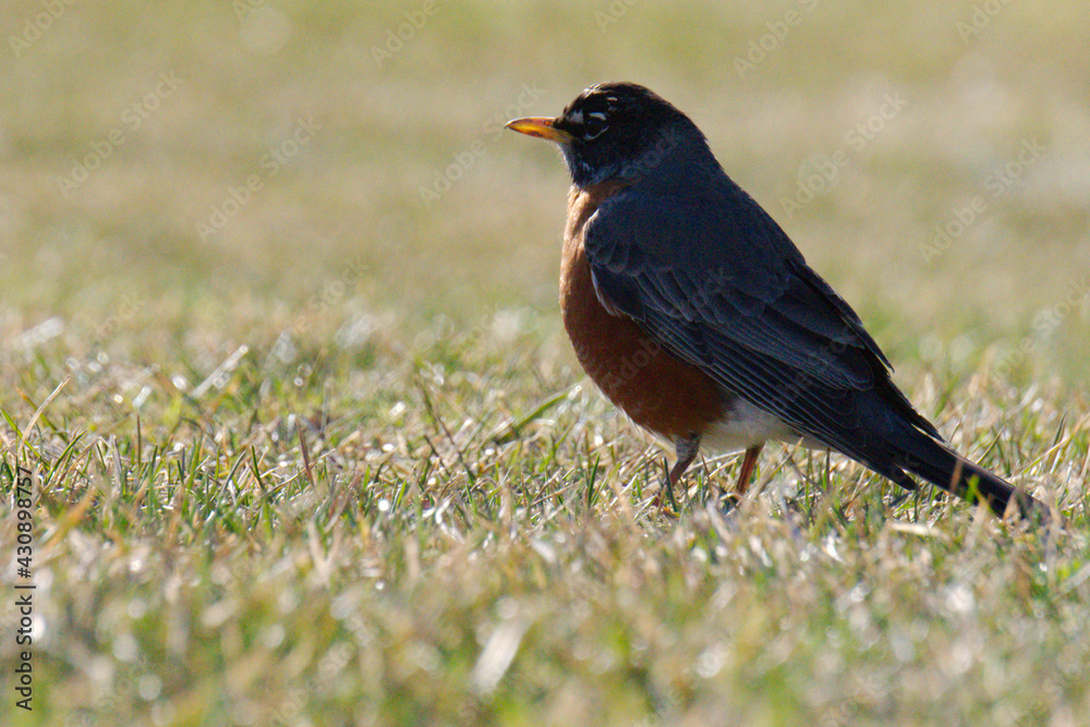American robin on the grass American robin on the grass