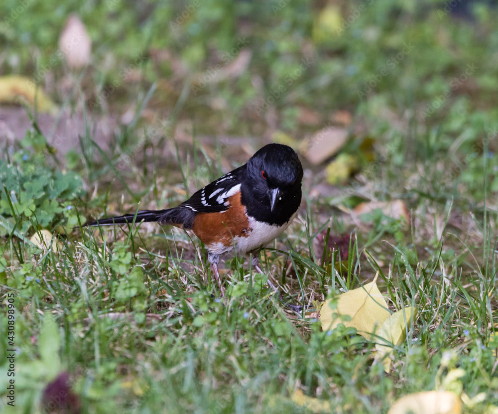 Spotted towhee bird in the backyard Spotted towhee bird in the backyard